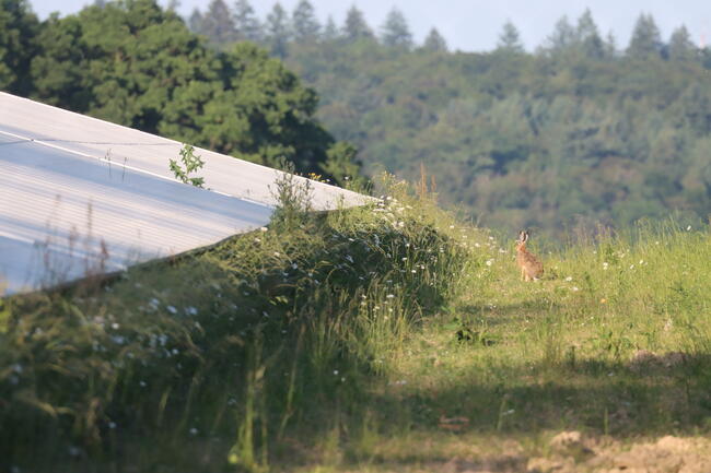 Wildtiergerecht angelegte Solarparks erhalten Lebensräume für Arten wie den Feldhasen.