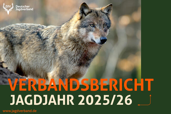 Verbandsbericht 2025/26: Überblick über 12 Monate Verbandsarbeit