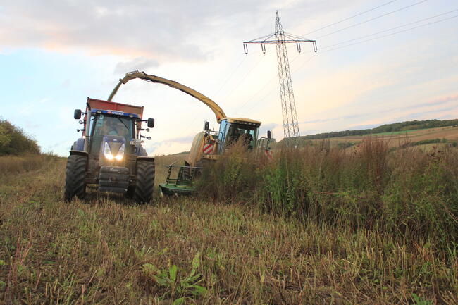 Biogas aus mehrjährigen Wildpflanzenkulturen ist eine wirtschaftliche und ökologische Alternative zum Mais