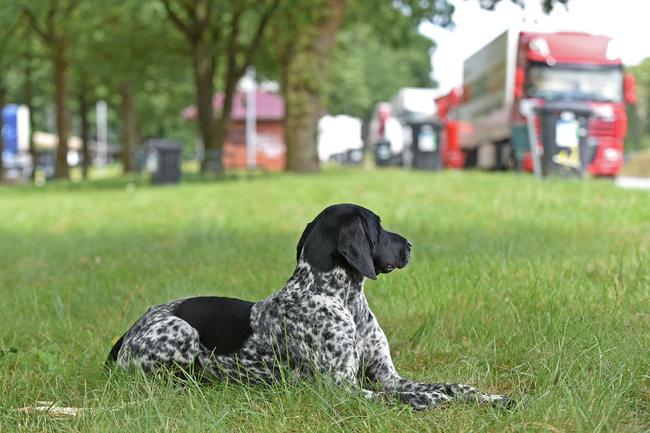 Zur Ferienzeit werden jedes Jahr tausende Tiere ausgesetzt. Das ist nicht nur tierschutzwidrig, sondern kann schnell zur Gefahr für heimische Wildtiere werden.