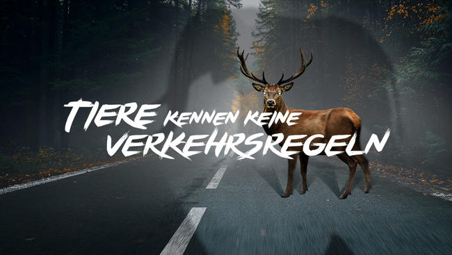 Der DJV startet gemeinsam mit dem ACV die Kampagne "Tiere kennen keine Verkehrsregeln" 