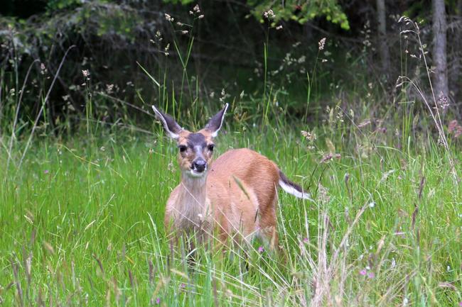 _Black-tailed deer (Schwarzwedelhirsch)