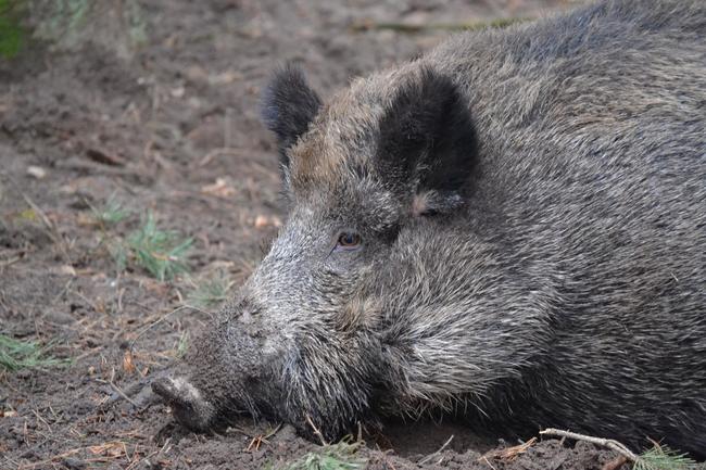 Die hochansteckende Afrikanische Schweinepest ist in Brandenburg bei sieben toten Wildschweinen nachgewiesen worden. 