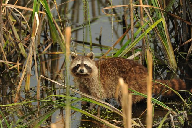 Der Waschbär hat sein Verbreitungsgebiet deutschlandweit in sieben Jahren nahezu verdoppelt.