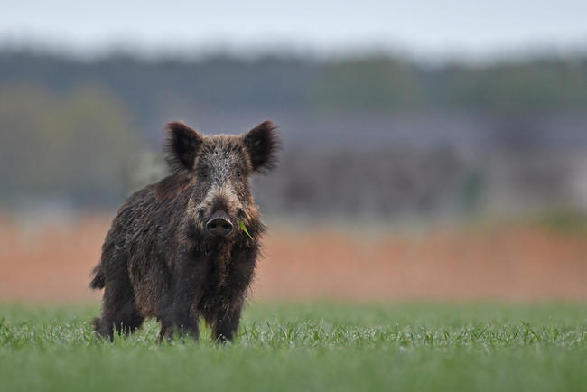 Ohne eine aktive Bejagung könnten Wildschweine ihren Bestand mehr als verdreifachen.