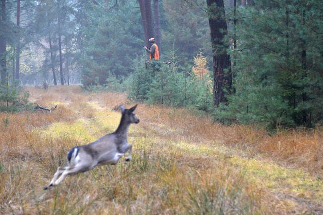 In Richtung von Mitjägern und Hunden zu schießen ist untersagt. 