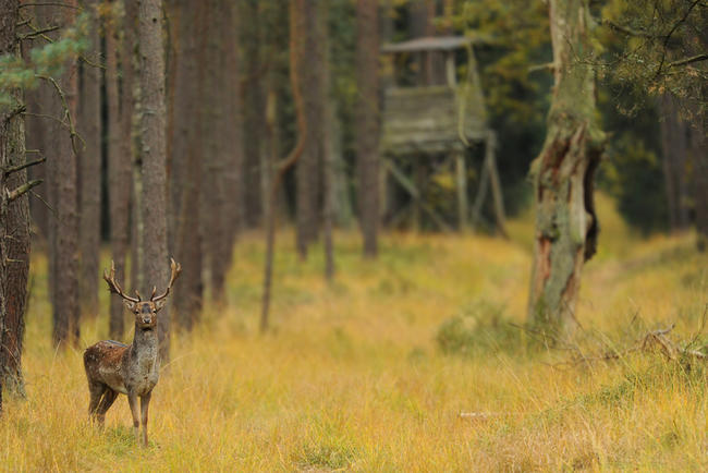 Damschaufler im Herbstwald