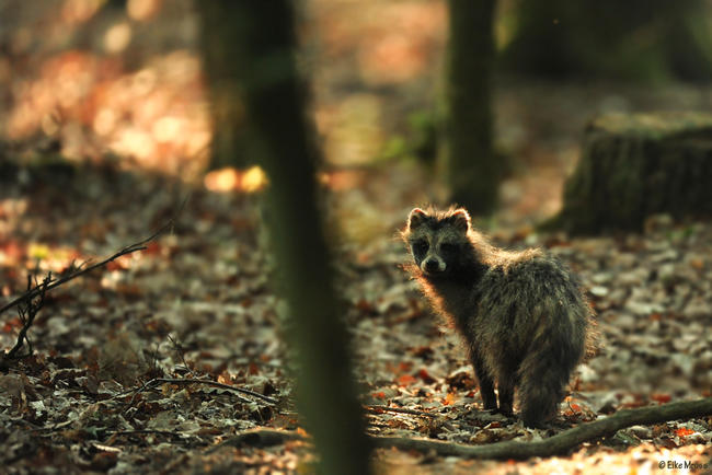 Marderhunde gehören zu den invasiven Arten und können die heimische Artenvielfalt bedrohen.