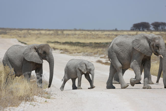 Selbst extrem vorsichtige Schätzungen gehen von mindestens 130.000 Elefanten in Botswana aus.