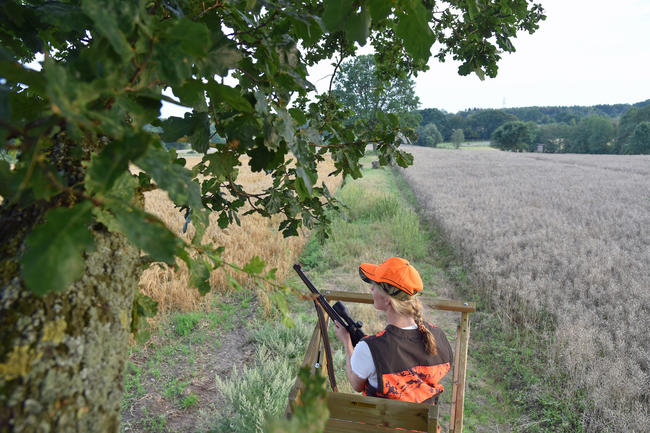 Bei der Erntejagd sollte immer von erhöhten Einrichtungen geschossen werden.