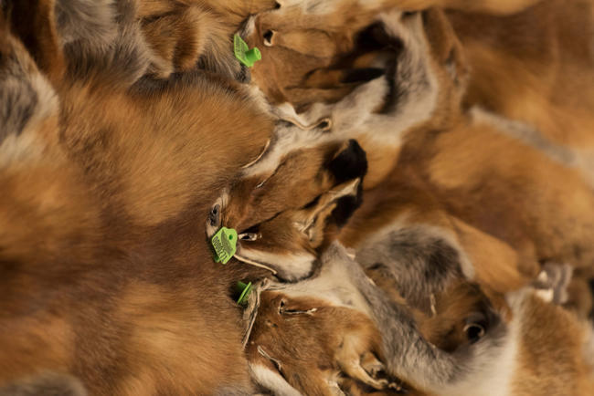 Ein wertvoller Rohstoff aus der Natur: Felle aus der heimischen Jagd.