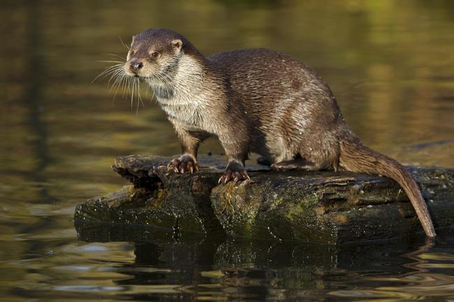 Fischotter am Wasser