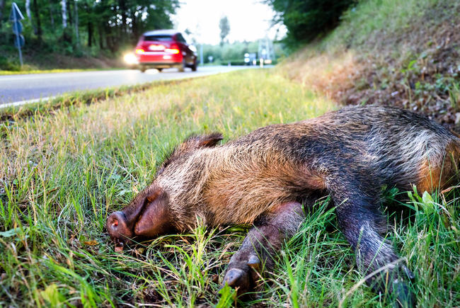 Verunfalltes Wildschwein am Straßenrand nach Wildunfall