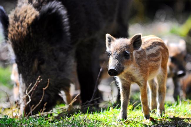 Wenn es um ihren Nachwuchs geht, versteht die Bache keinen Spaß: Aufgebrachte Wildschweinmütter können einen (zu) neugierigen Hund auch mal schwer verletzen.