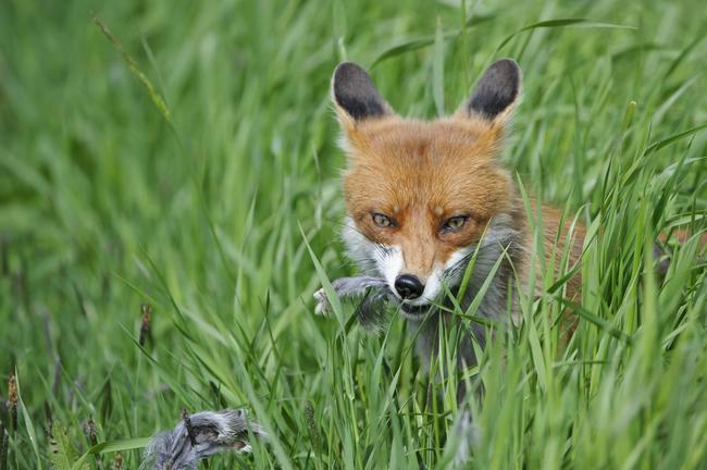 Der Fuchs ist ein Opportunist: Ihm gehört alles Essbare entlang seines Weges.