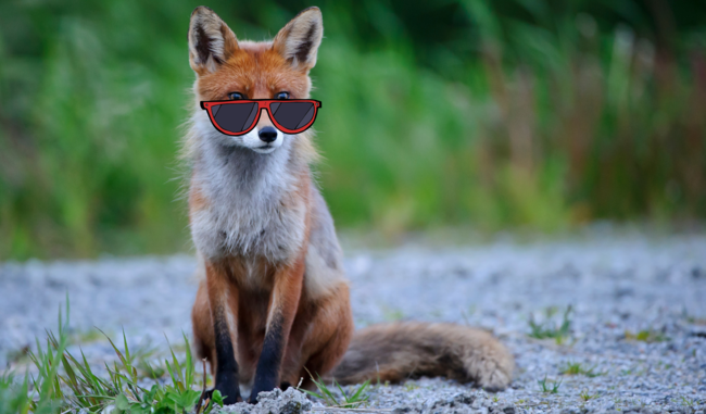 Tiere haben unterschiedliche Strategien, um im Sommer cool zu bleiben.