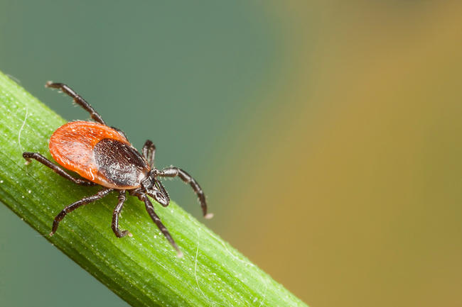 Deutschlandweit besteht nach einem Zeckenbiss das Risiko einer Borreliose - ausgelöst durch Bakterien.