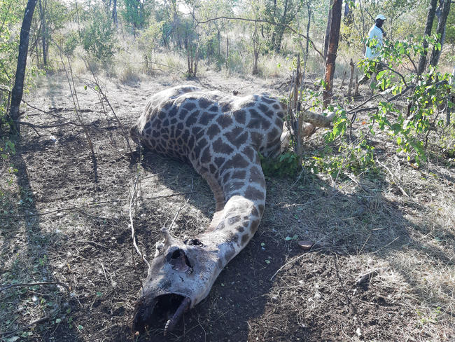 In Schlinge gefangene Giraffe: Wilderei und Lebensraumverlust sind die Hauptgründe für den Rückgang der Giraffen in einigen Ländern Afrikas. Regulierte Jagd reduziert Wilderei zuverlässig.