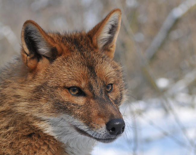 Goudjakhals Canis aureus