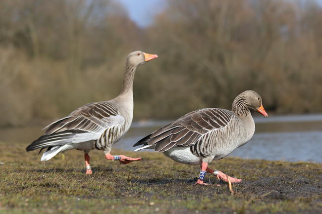 Jagdorganisationen haben das Nordwesteuropäische Wasservogel-Netzwerk gegründet.