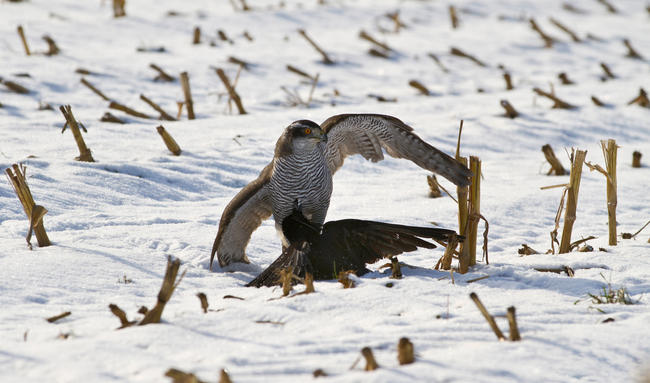 Habicht mit Krähe im Winter