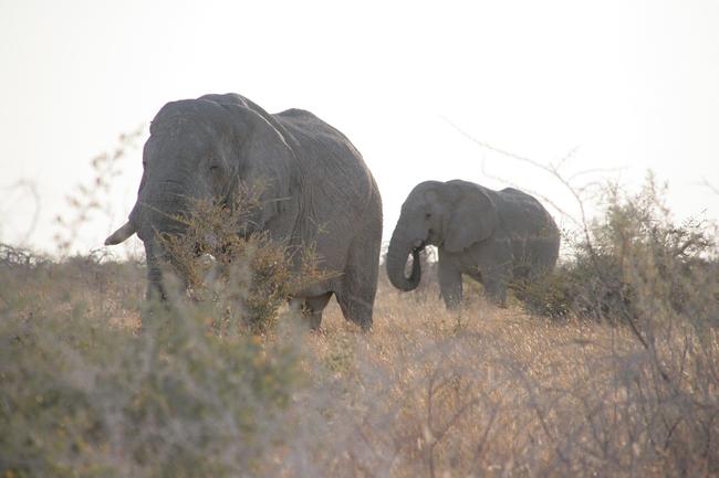 Nachdem es 1995 noch 7000 Elefanten gab, leben heute über 22.000 Elefanten in Namibia.