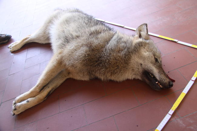 Das getötete Tier wird im Leibniz-Institut für Zoo- und Wildtierforschung untersucht