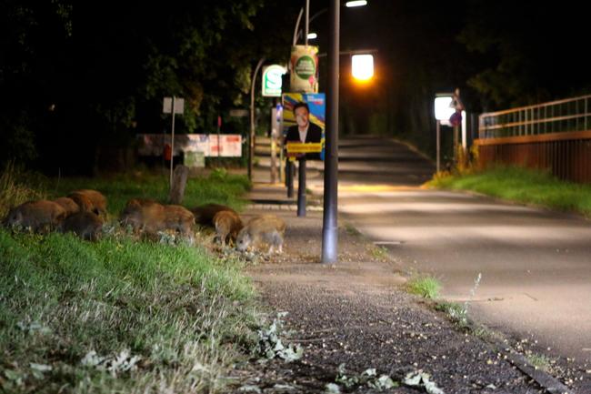 Wildschweine in der Stadt