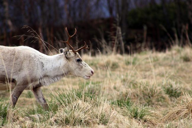 Ein Rentier und zwei Elche sind in Norwegen bereits an CWD erkrankt.