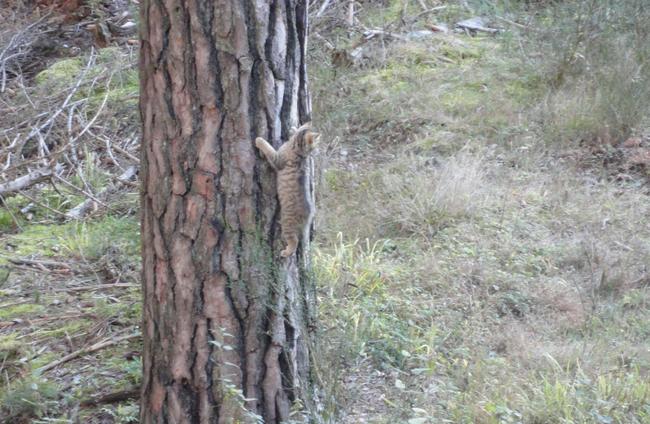 Junge Wildkatze in Schreckstarre an einem Baum nach Warnlaut der Mutter.