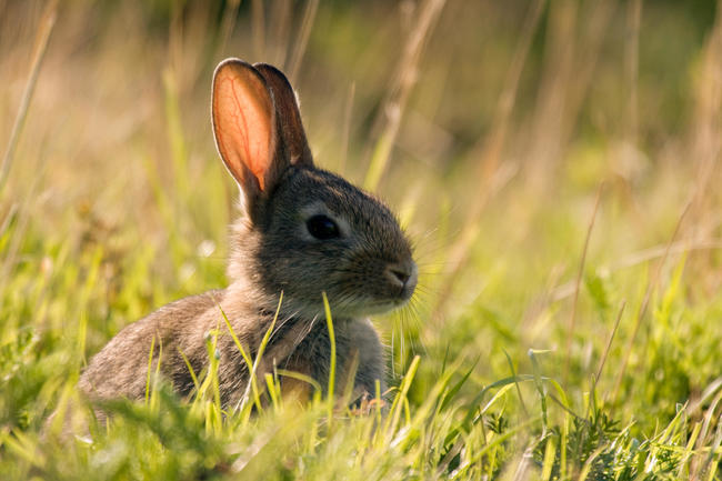 Das hohe Gras bietet Rehkitz, Jungkaninchen und Co. Schutz, macht sie allerdings auch für den Landwirt nahezu unsichtbar.