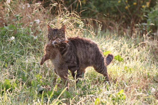 Nicht nur Feldhasen, sondern auch andere kleine Säugetiere fallen wildernden Hauskatzen zum Opfer.