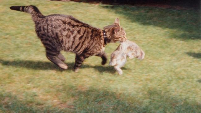 Katze mit Kaninchen