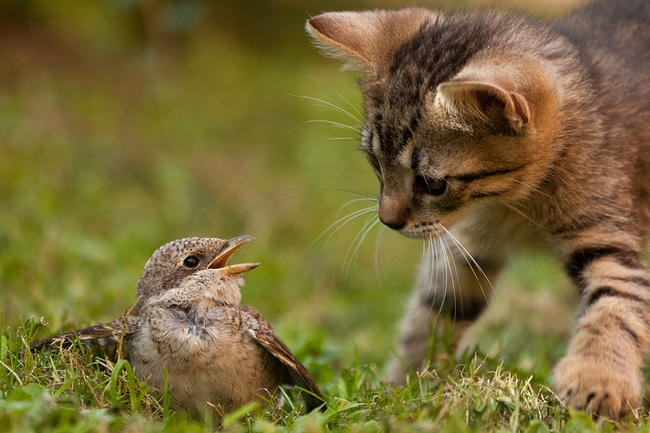 Katze mit Vogel