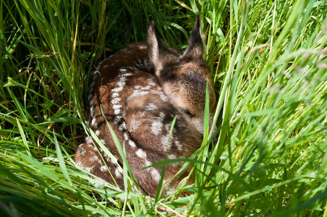 Kitze, andere Jungtiere und Gelege von Bodenbrütern sind durch die Frühjahrsmahd besonders gefährdet.