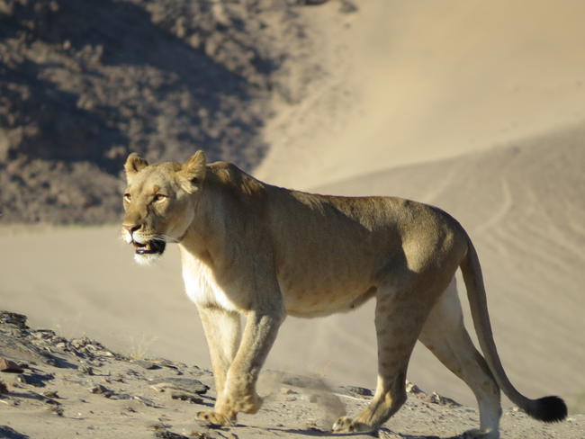 Die Behauptung, wonach nachhaltige, regulierte Jagd die Löwenbestände Afrikas gefährden würde, ist grundfalsch.