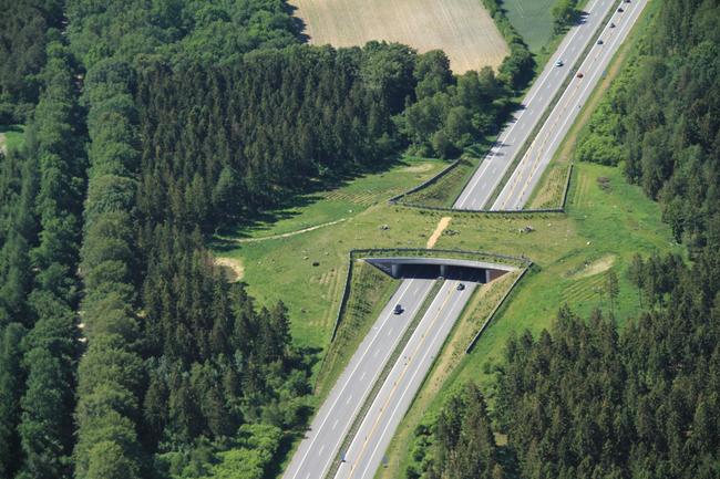 Grünbrücken vernetzen Lebensräume