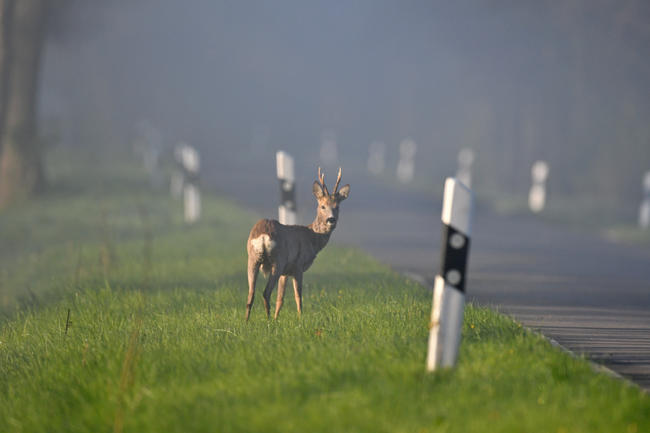 Rehbock am Morgen an der Straße