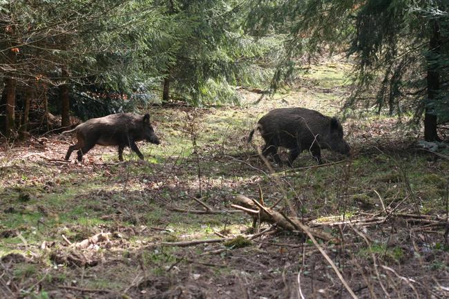 Die Kernzone von rund 12 500 Hektar erhält die strengsten Auflagen. (Börner/DJV)