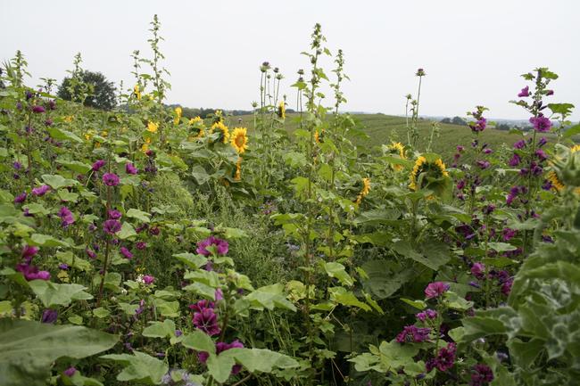 Wildpflanzen für mehr Biodiversität im Feld.