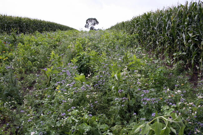 Blühstreifen in großen Feldern bieten Äsung, Deckung und sind ökologische Trittsteine.