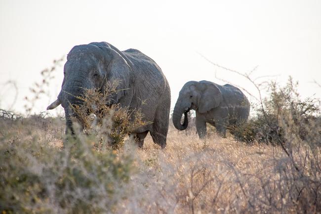 Dank nachhaltiger Jagd wachsen u.a. die Elefantenbestände in Namibia.