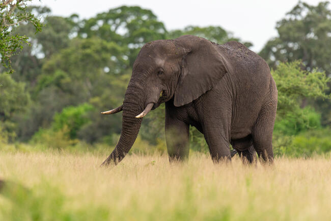 Elefanten in Namibia