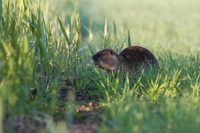 Im vergangenen Jagdjahr 2018/19 haben Jäger in Deutschland 61.953 Nutria erlegt.