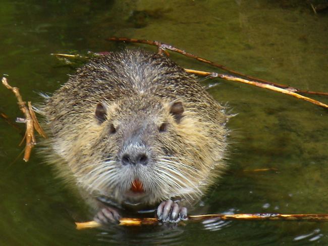 Nutria im Wasser