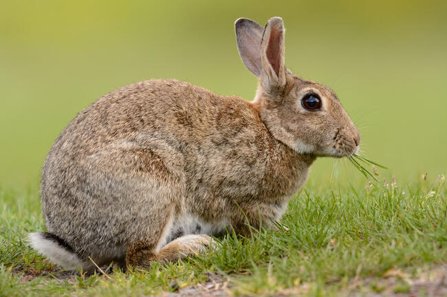 Wildkaninchen