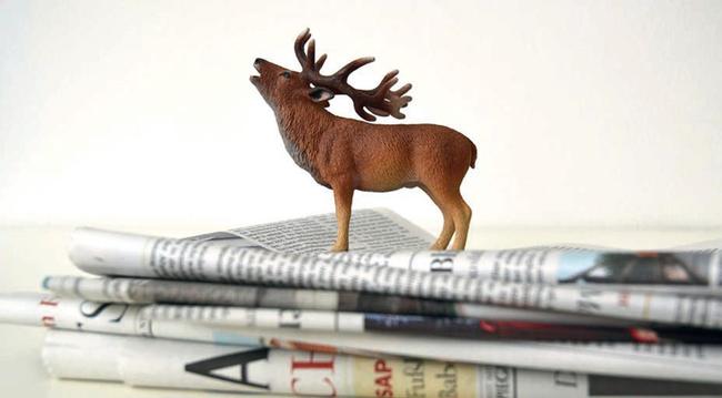 Hirsch auf Zeitungen