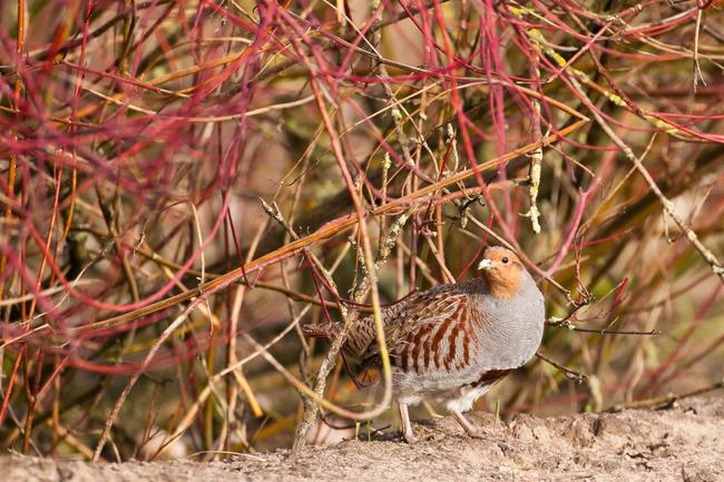 Besonders gefährdet: Bodenbrütende Arten wie das Rebhuhn.