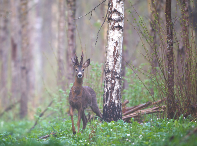 "Unser Credo ist ganz klar: 'Wald mit Wild'. Das geht auch in Zeiten des Umbaus zu klimastabilen Wäldern.", so DJV-Präsident Dr. Volker Böhning.