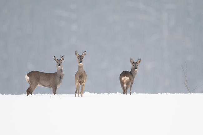 Bitte nicht füttern und Ruhe bewahren: Pflanzenfresser wie Reh oder Hirsch fasten jetzt.